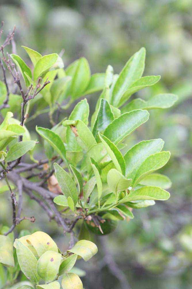              Sun leaves (Riverside, CA)       